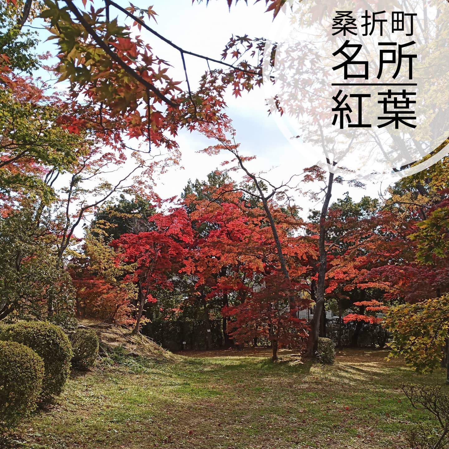【絶景です】桑折町の名所の一つ。小さくて真っ赤な紅葉です。京都から運ばれて来た紅葉とのこと。良い天気、気分がいいなぁ。